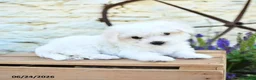 Mixed Breed dogs for sale: Emilia - Ad 4
