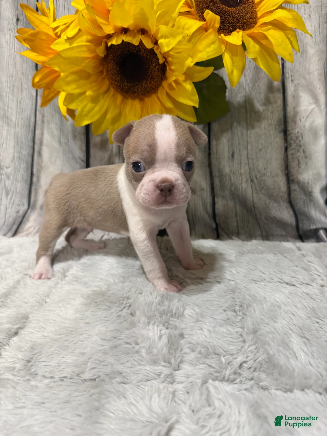 Boston Terrier dogs for sale: Boston Terrier 2 - Ad 1