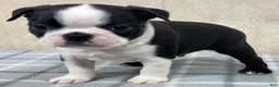 Boston Terrier dogs for sale: Tyler Boston Terrier Puppy  - Ad 2