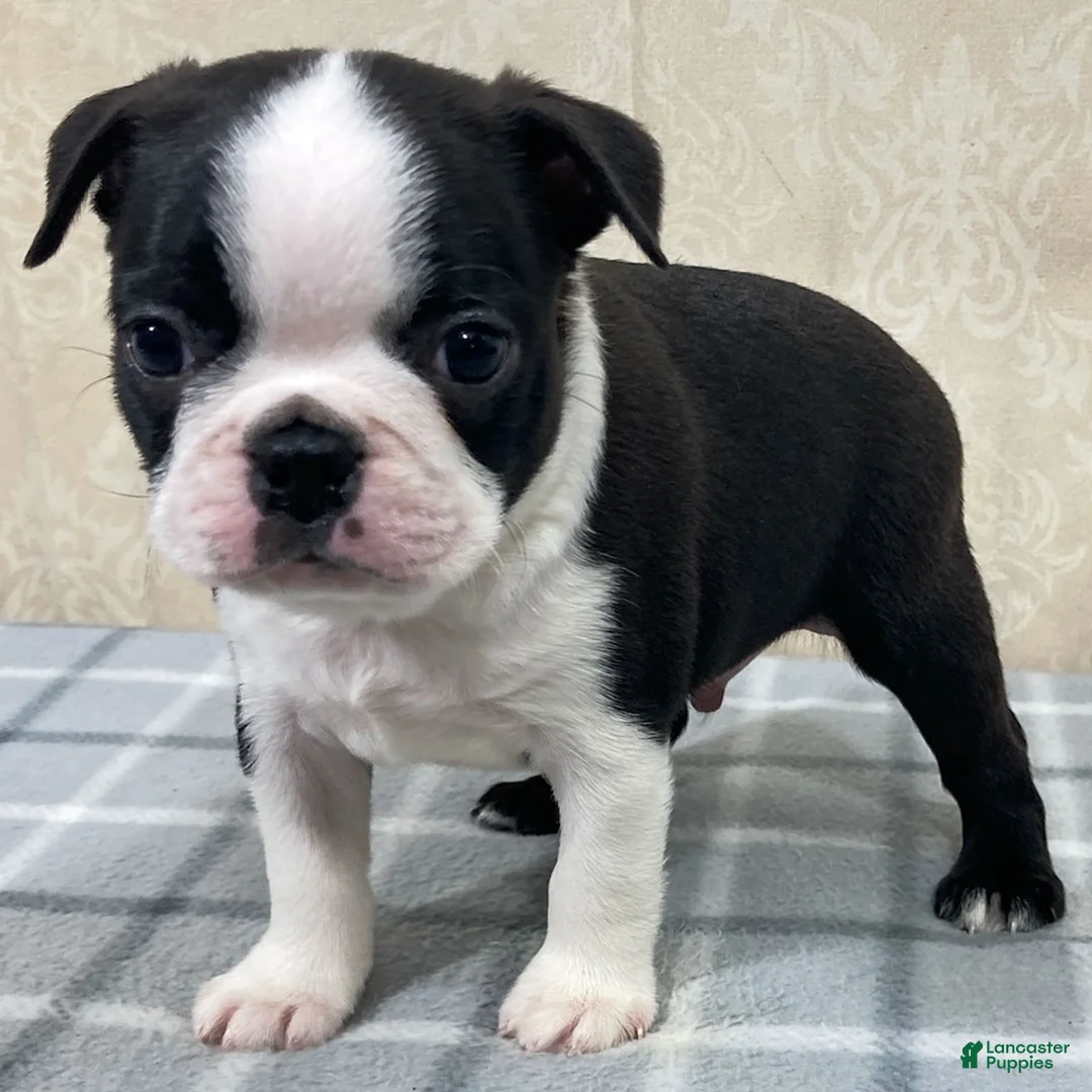 Boston Terrier dogs for sale: Tyler Boston Terrier Puppy  - Ad 2