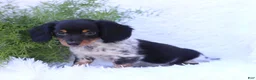 Miniature Dachshund dogs for sale: Sebastian - Ad 4
