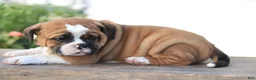 Beabull dogs for sale: Maple - Ad 4