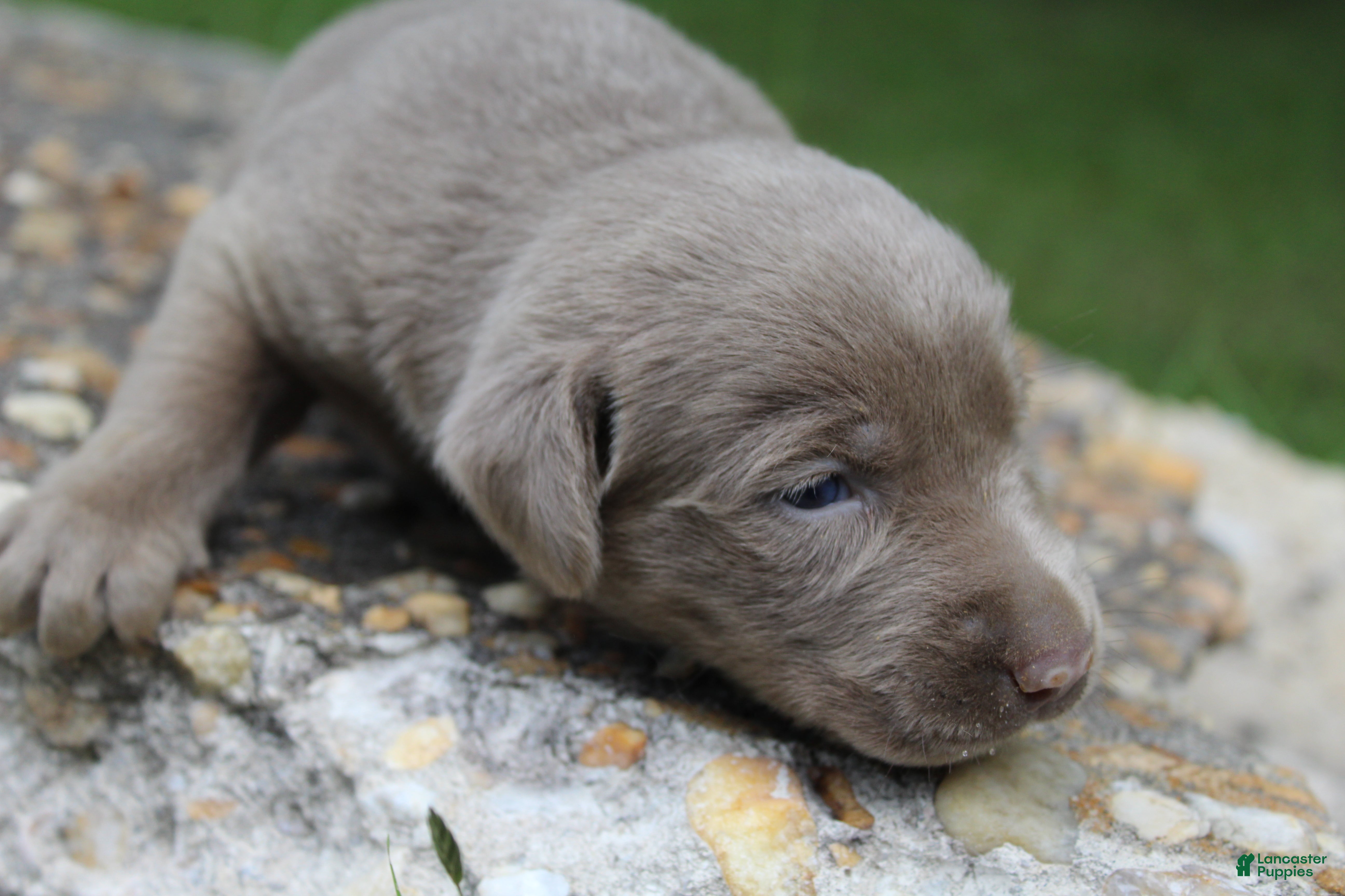 Labrador Retriever dogs Asher - Ad 2