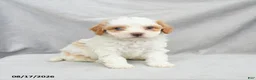 Bichpoo dogs for sale: Ziggy - Ad 7