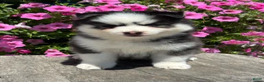 Conner