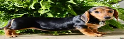 Miniature Dachshund dogs for sale: Marla - Ad 5