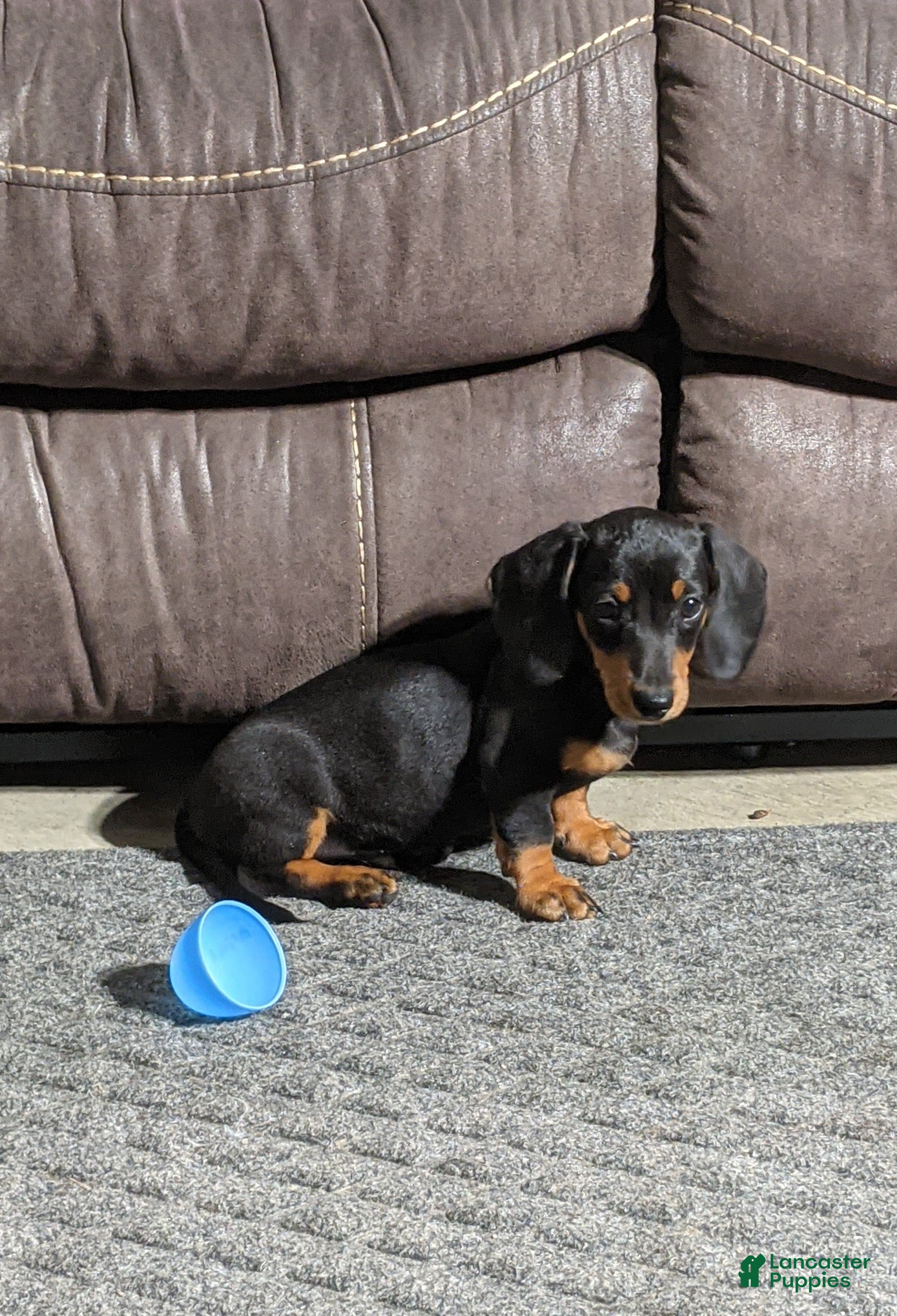 Miniature Dachshund dogs Freddie  - Ad 1