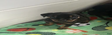 Rottweiler Puppy 1