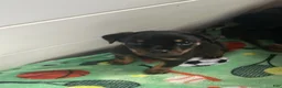 Rottweiler dogs for sale: Rottweiler Puppy 1 - Ad 1