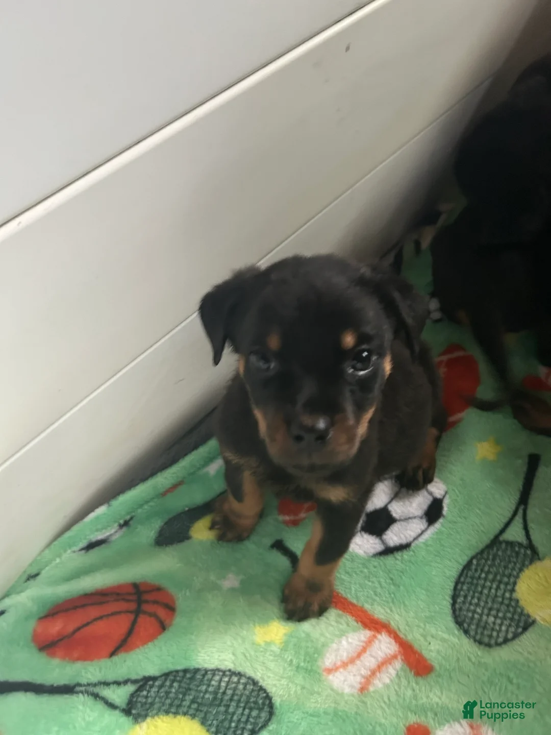 Rottweiler dogs for sale: Rottweiler Puppy 1 - Ad 1