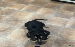 American Bully dogs for stud: Micro American Bully Stud - Image 4