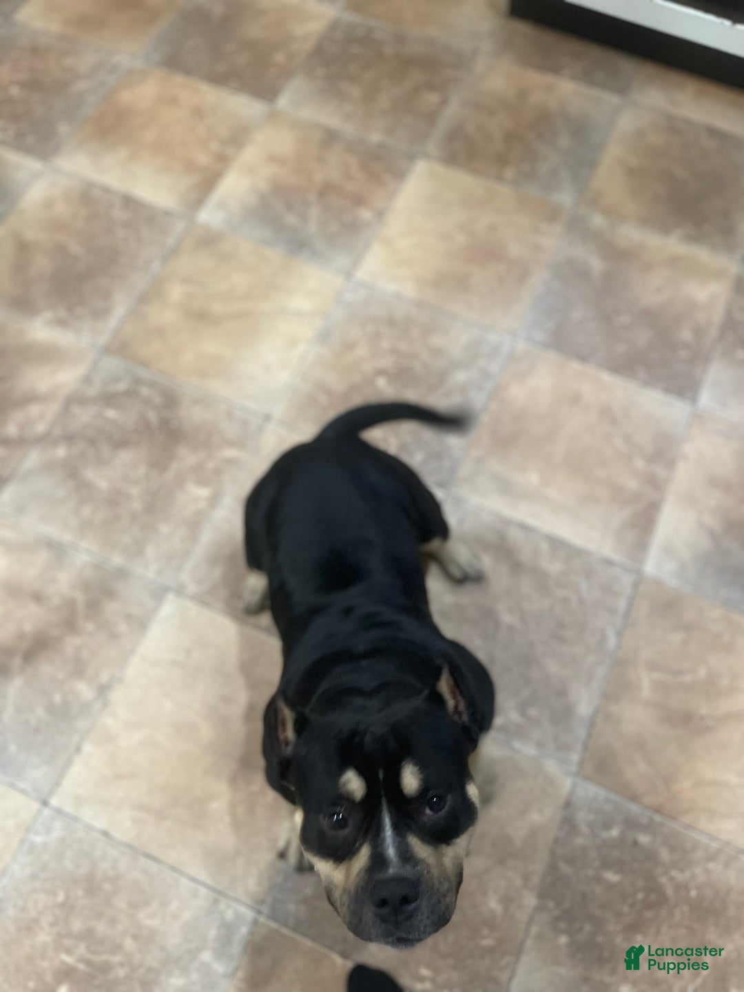 American Bully dogs for stud: Micro American Bully Stud - Image 4