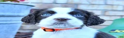English Springer Spaniel dogs for sale: Trixie - Ad 5
