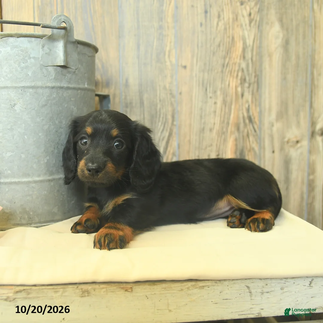 Miniature Dachshund dogs for sale: Donna  - Ad 2