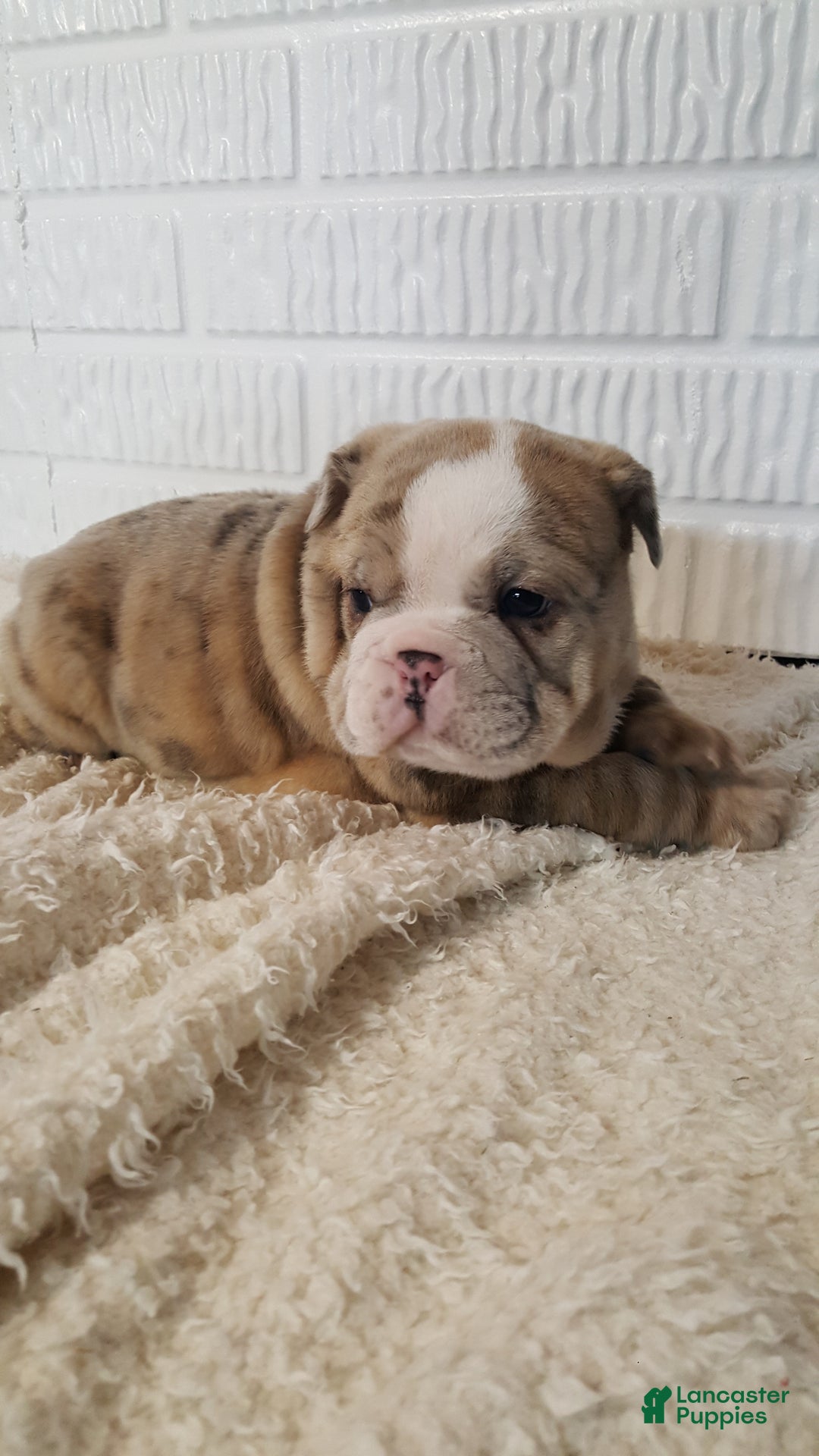 English Bulldog dogs for sale: Anja - Ad 9