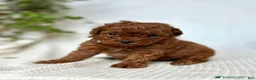 Mini Goldendoodle dogs for sale: Espresso - Ad 2