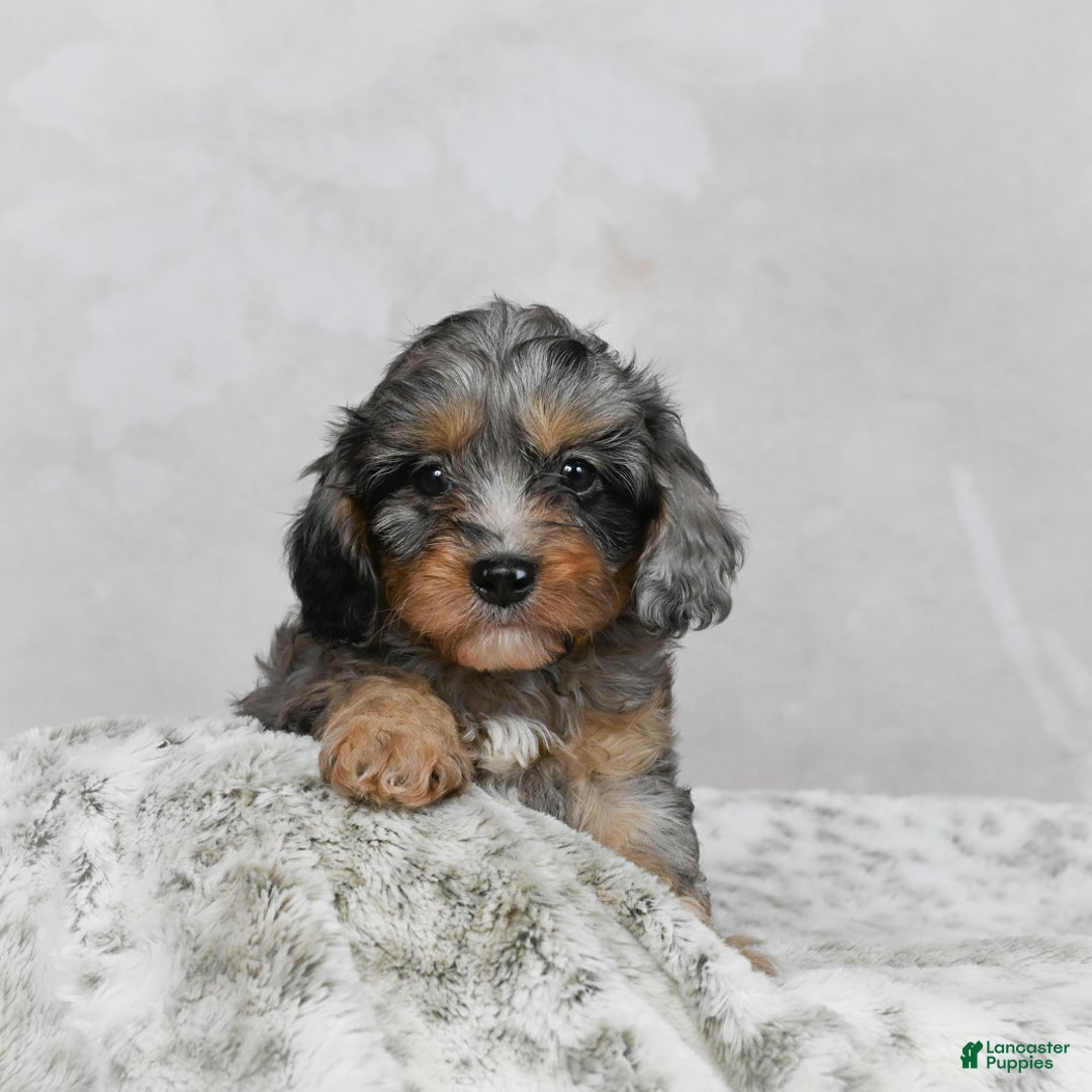 Cavapoo dogs for sale: Libby - Ad 5