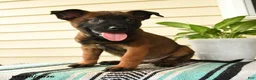 Belgian Malinois dogs for sale: Amani - Ad 3