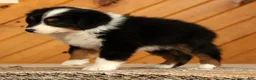 Australian Shepherd dogs for sale: Tammy - Ad 5