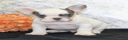 French Bulldog dogs for sale: Barlow Male AKC French Bulldog - Ad 5