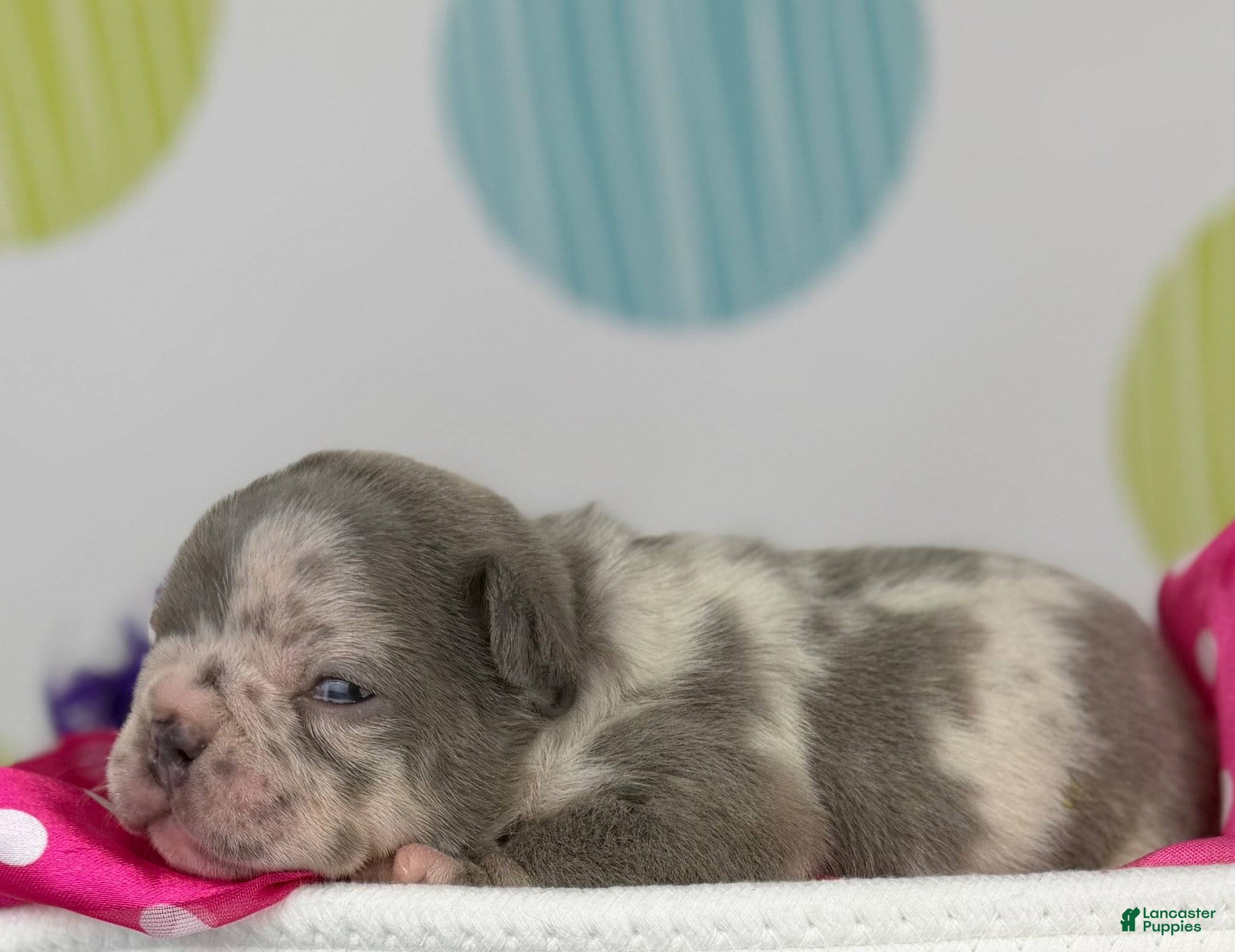 Frenchton dogs for sale: Stella - DNA OFA  - Ad 2