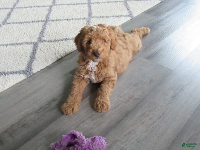 Gallery Image {{count}}