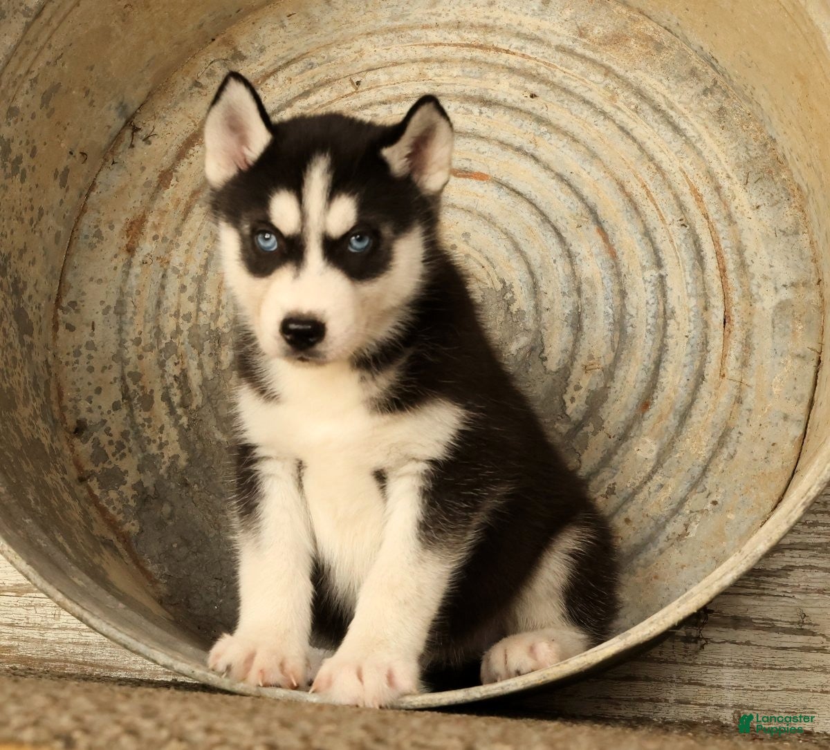 Siberian Husky dogs Bandit - Ad 1
