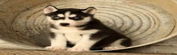 Siberian Husky dogs for sale: Bandit - Ad 1