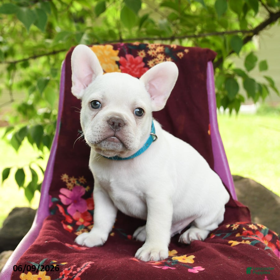 French Bulldog dogs Lumiere - Ad 2