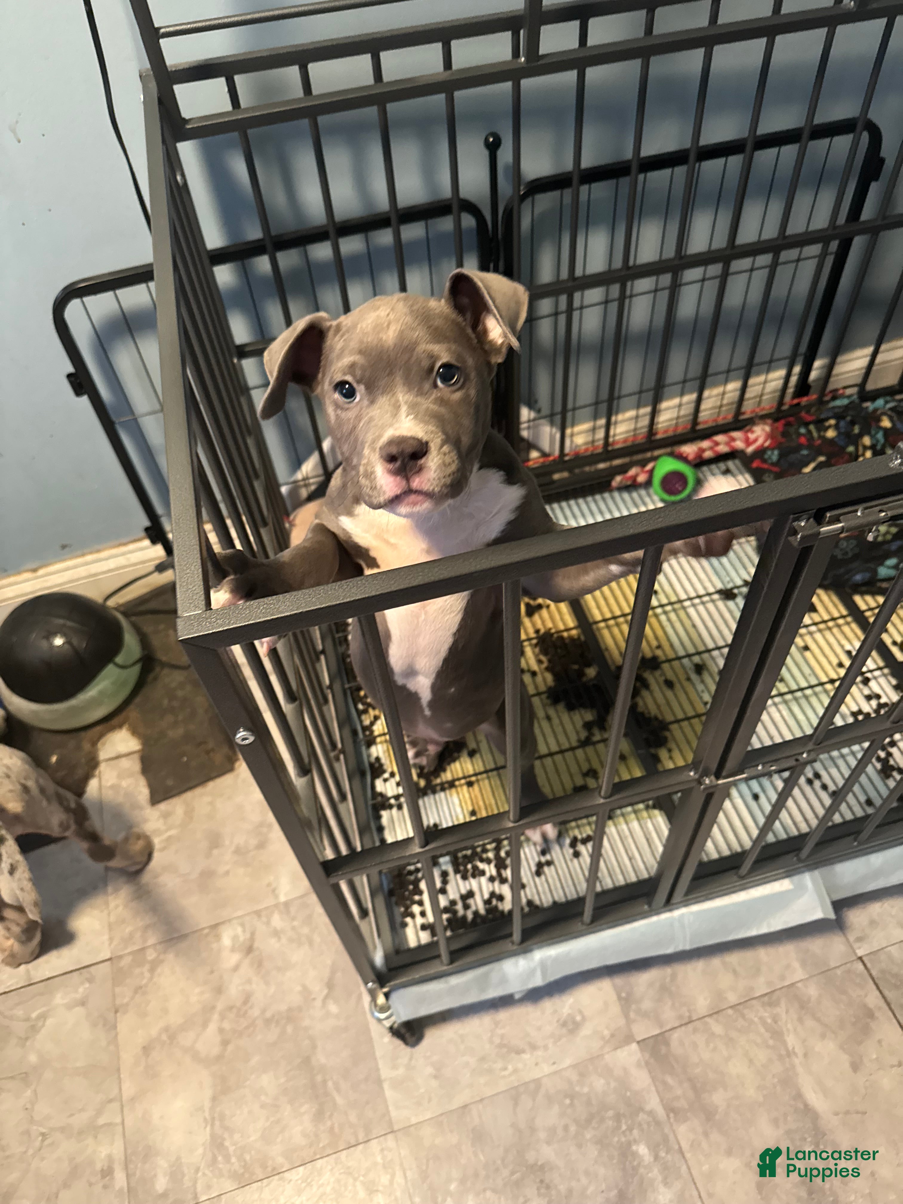 American Bully dogs American Bully Puppy 2 - Ad 2