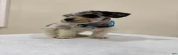 Miniature Schnauzer dogs for sale: Miniature Schnauzer Puppy 4 - Ad 2