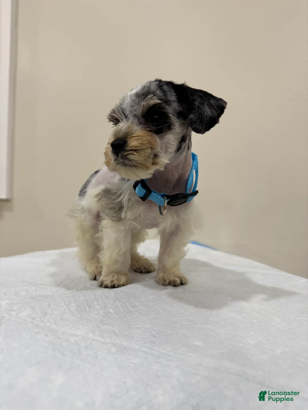 Miniature Schnauzer dogs for sale: Miniature Schnauzer Puppy 4 - Ad 2
