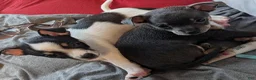 Mixed Breed dogs for sale: Pixie - Ad 7