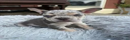 French Bulldog dogs for sale: Jaylynn - Ad 3