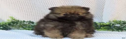 Pomeranian dogs for sale: Polly 🐾🌸 - Ad 4