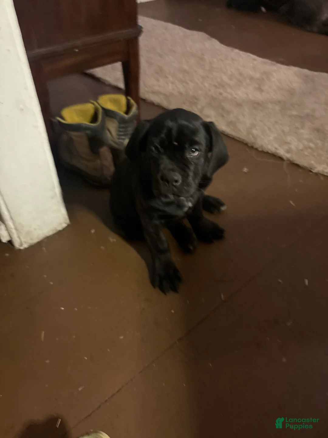 Cane Corso dogs for sale: Cane Corso Puppy 1 - Ad 2