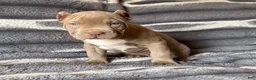 American Bully dogs for sale: Guess - Ad 6