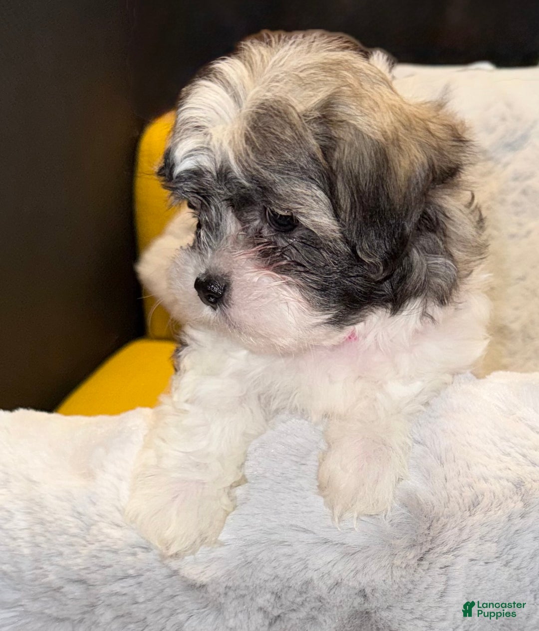 Mixed Breed dogs for sale: Lhatese Breed “Diva” - Ad 9