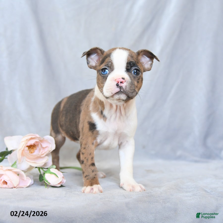 Boston Terrier dogs Fern - Ad 2