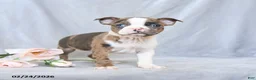 Boston Terrier dogs for sale: Fern - Ad 2