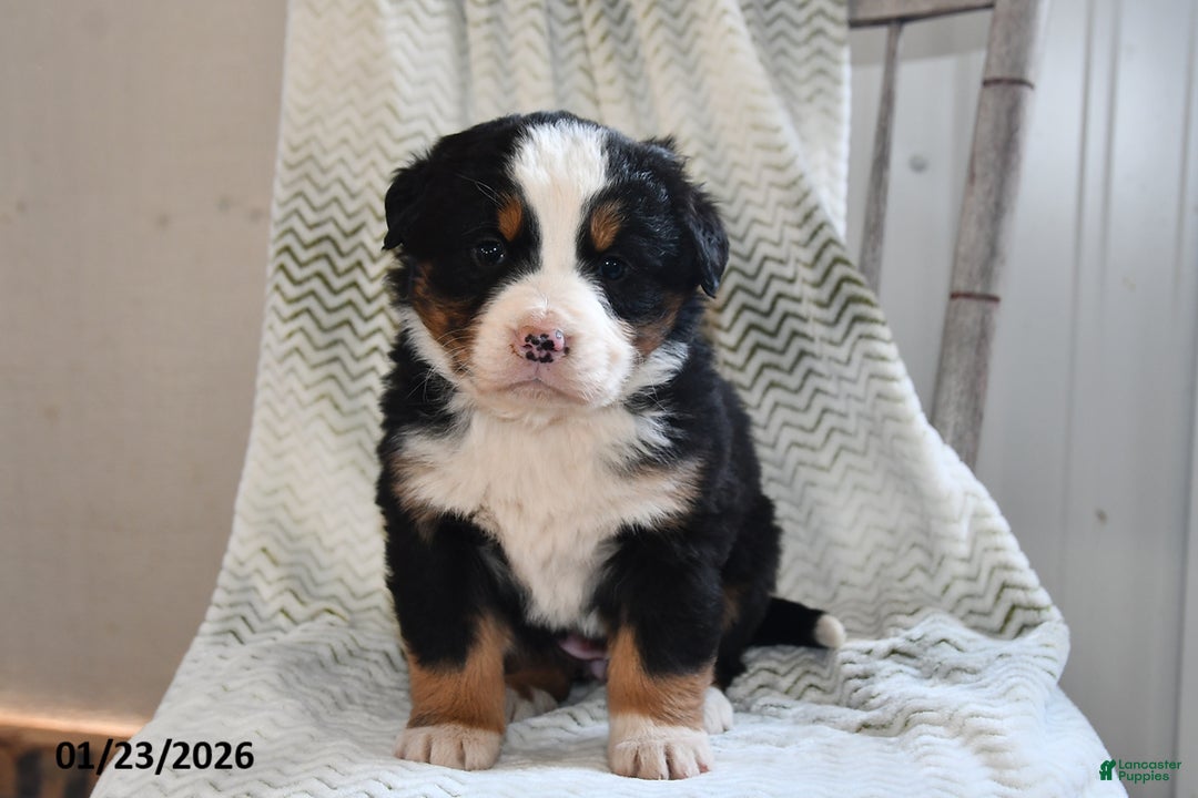 Bernese Mountain Dog dogs for sale: Emmy - Ad 1