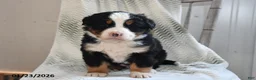 Bernese Mountain Dog dogs for sale: Emmy - Ad 1