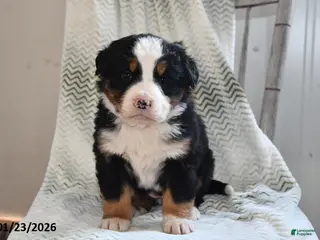 Bernese Mountain Dog dogs Emmy - Ad 16