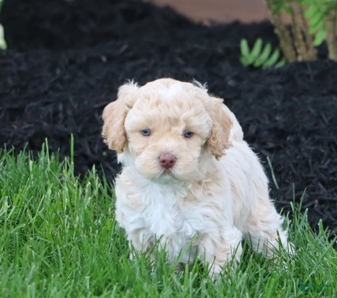Mixed Breed dogs for sale: Cooper  - Ad 2