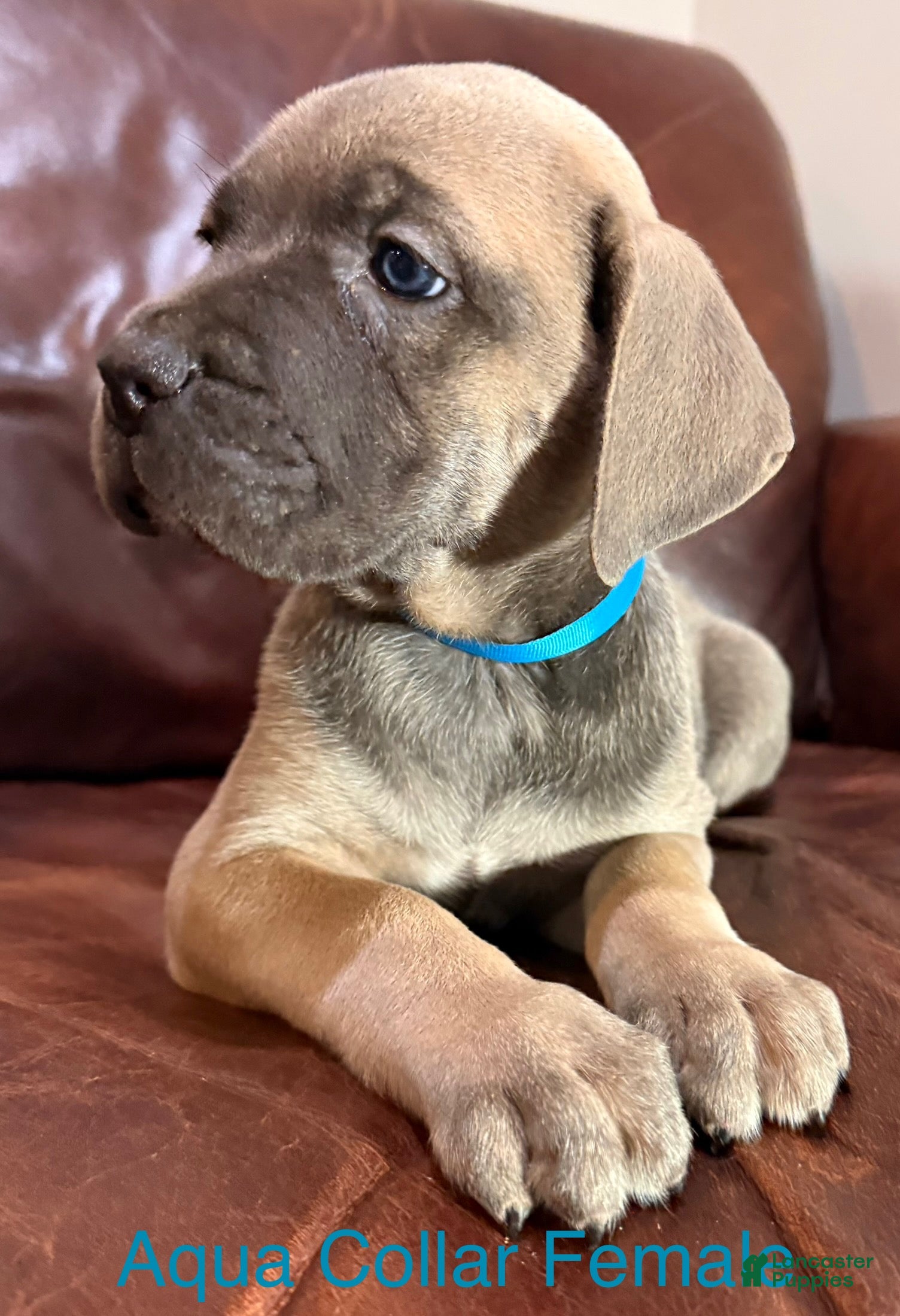 Cane Corso dogs Aqua Collar  F Cane Corso Puppy  - Ad 24