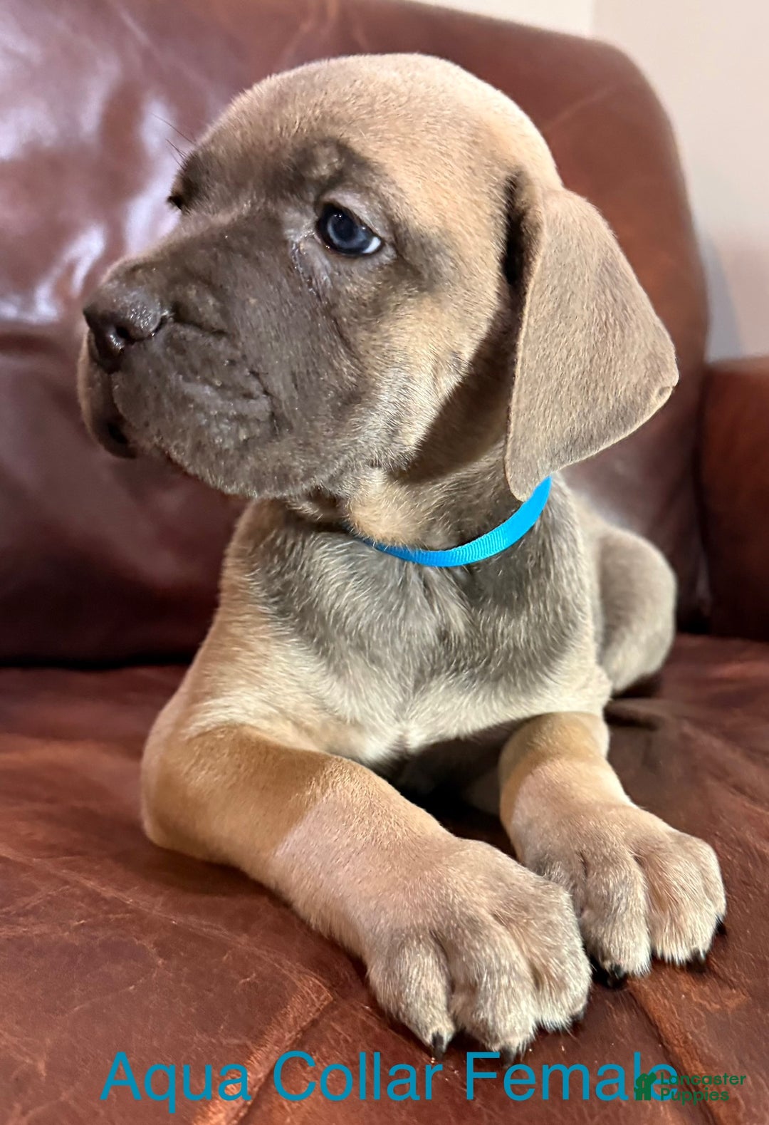 Cane Corso dogs for sale: Aqua Collar  F Cane Corso Puppy  - Ad 1