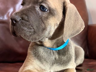 Cane Corso dogs Aqua Collar F Cane Corso Puppy - Ad 31