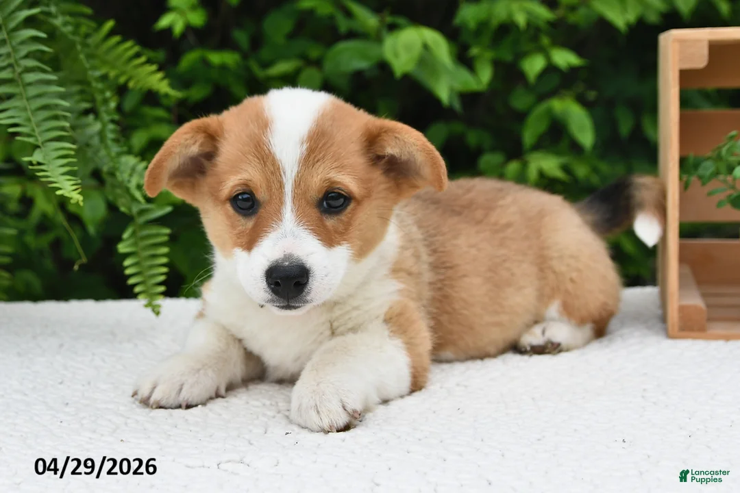 Welsh Corgi Pembroke dogs for sale: Juliet - Ad 2
