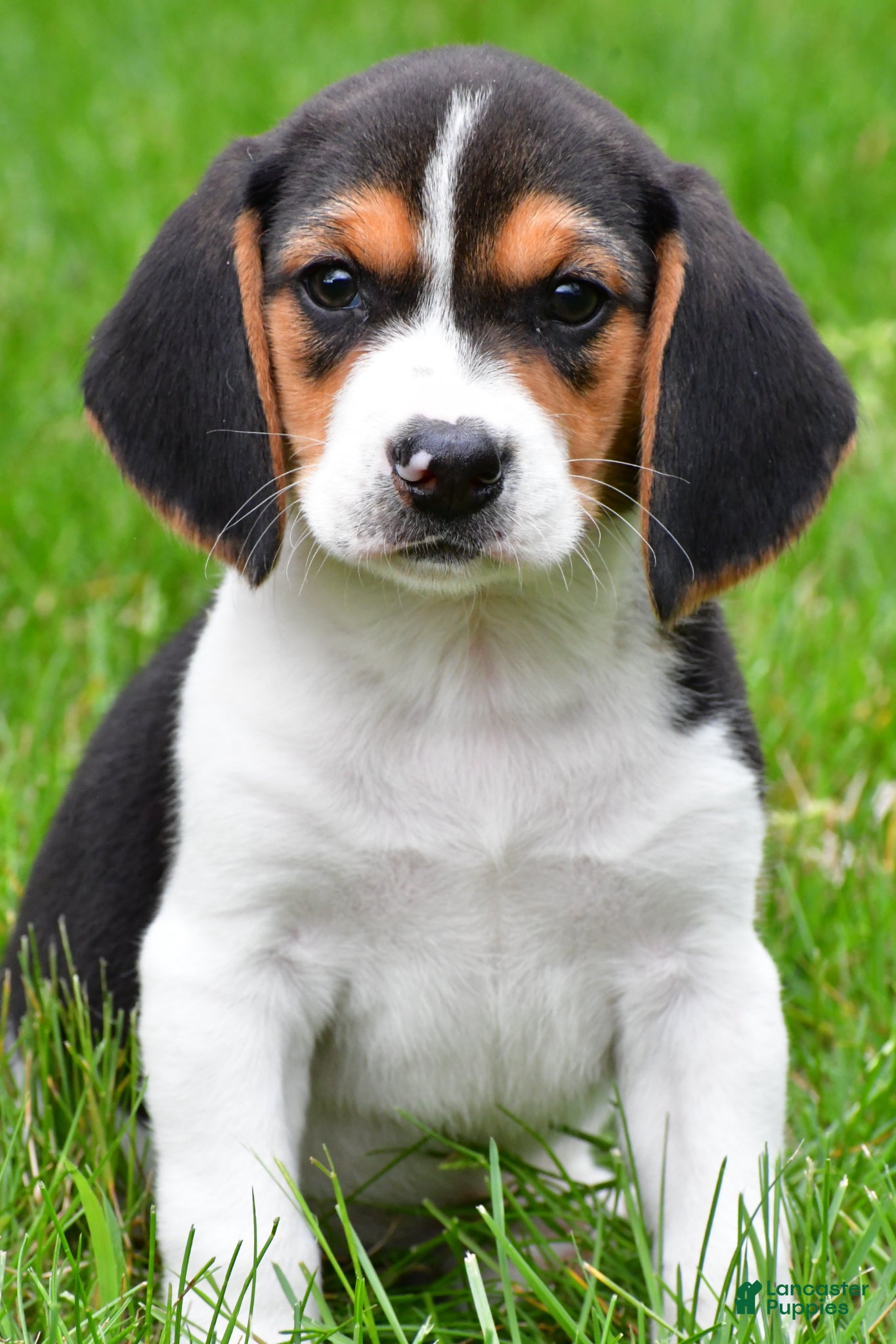 Beagle dogs for sale: Banjo - Ad 1