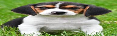 Banjo